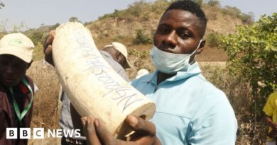 Nigeria ivory: Elephant tusks worth $11m destroyed