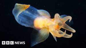 Norway to approve controversial deep-sea mining