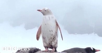 Rare white penguin spotted in Chilean Antarctica