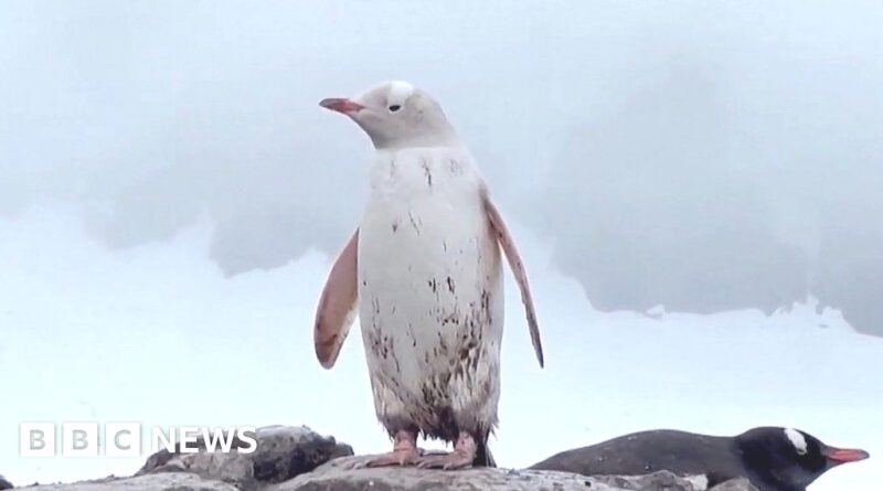 Rare white penguin spotted in Chilean Antarctica