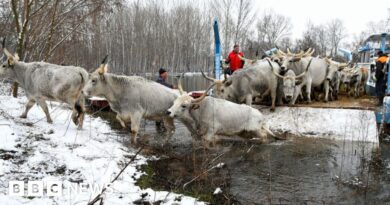 Serbian rescue for livestock trapped on island in Danube