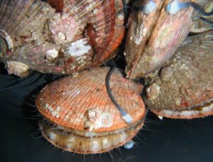 Smart molluscs - yes, smart molluscs - could watch our waterways 24/7 for pollution | TechCrunch