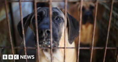 South Korea passes law banning dog meat trade