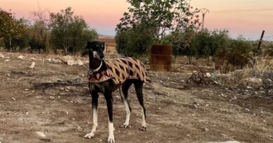 Syrian Kurdish village breeds ancient Saluki dogs amid ravages of war