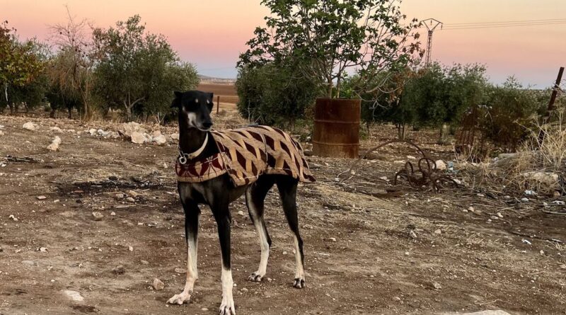 Syrian Kurdish village breeds ancient Saluki dogs amid ravages of war