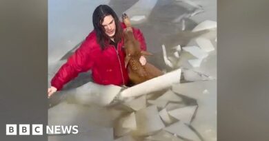 Teenager jumps into frozen pond to rescue calf