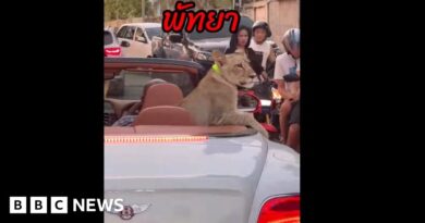 Thai police to charge two over pet lion spotted cruising in Bentley