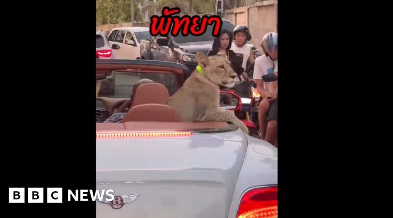 Thai police to charge two over pet lion spotted cruising in Bentley