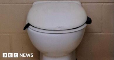 Venomous snake found lurking in Australian toilet