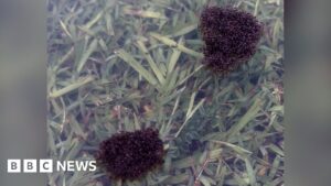 Watch fire ants raft in Australian flood waters