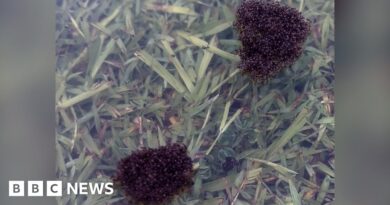 Watch fire ants raft in Australian flood waters