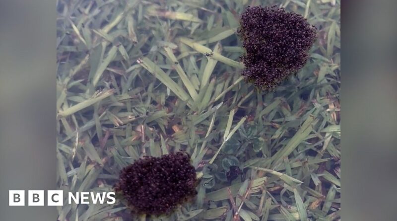 Watch fire ants raft in Australian flood waters