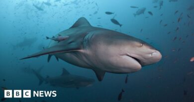 Woman severely injured in Sydney Harbour shark attack