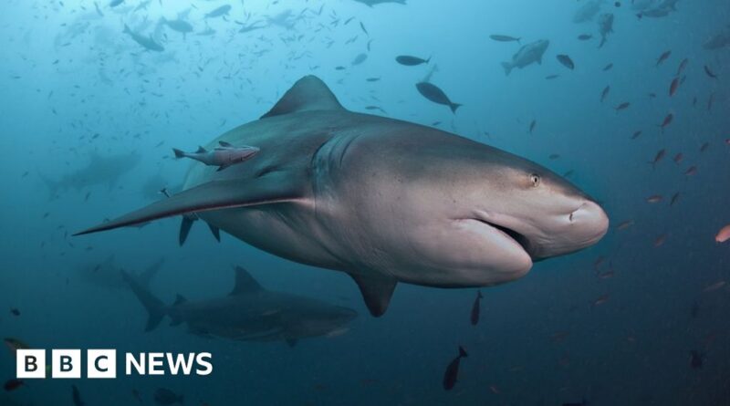 Woman severely injured in Sydney Harbour shark attack