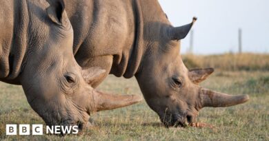 World's first IVF rhino pregnancy 'could save species'