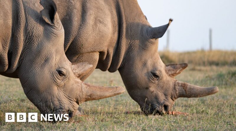 World's first IVF rhino pregnancy 'could save species'