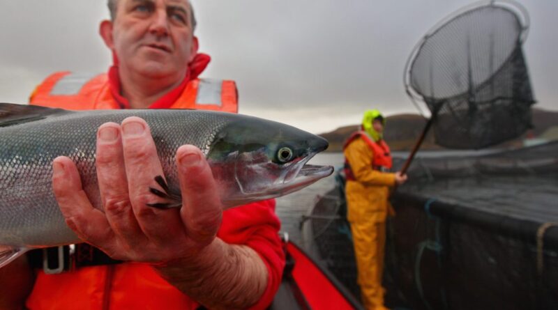 'You also end up with the salmon being squeezed': Scotland's top food export reels from 53 million excess deaths over last 5 years