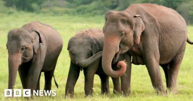 Bangladesh's critically endangered Asian elephants get court protection