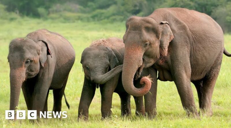 Bangladesh's critically endangered Asian elephants get court protection