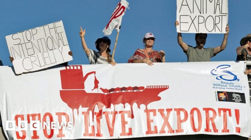 Cape Town cattle highlight awful conditions on livestock ships