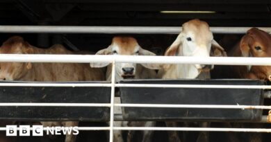 Cape Town smell blamed on cattle ship docked in South African city