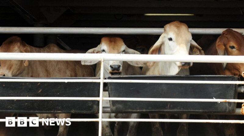 Cape Town smell blamed on cattle ship docked in South African city