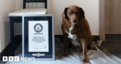 Former world's oldest dog stripped of title