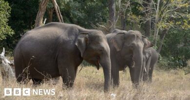 India Kerala: Protests rock Wayanad after elephant attack deaths