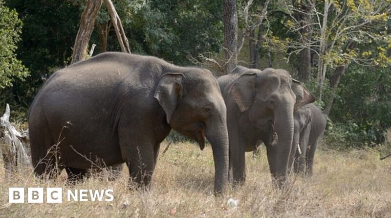 India Kerala: Protests rock Wayanad after elephant attack deaths