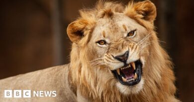 Lion kills zookeeper at Nigeria's Obafemi Awolowo University