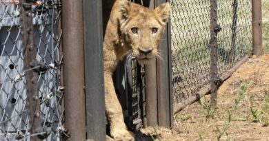 Lions traumatized by Sudan war find safe haven in South Africa sanctuary