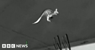 Loose kangaroo bounces into trouble by Florida pool