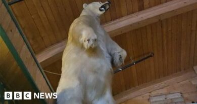 Massive taxidermy polar bear stolen in bizarre Canadian heist