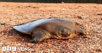 Rare turtle discovered by Portsmouth conservationists in India