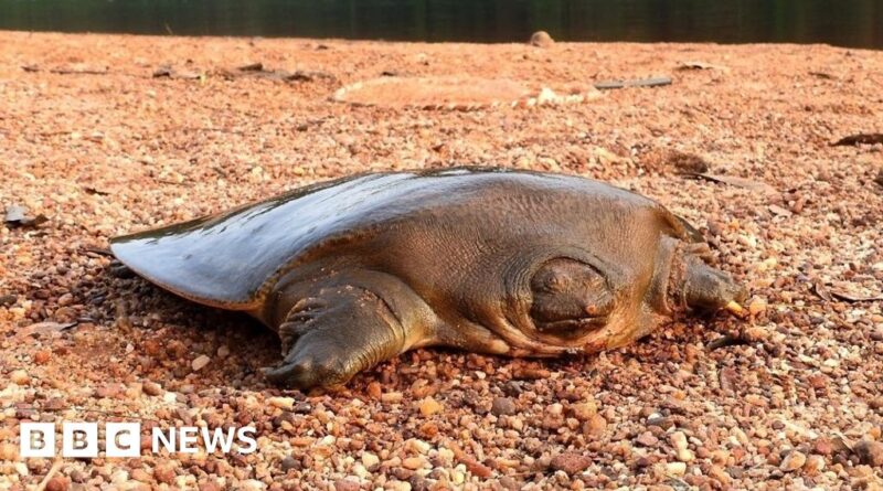 Rare turtle discovered by Portsmouth conservationists in India