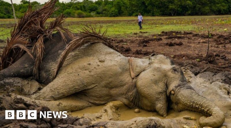 Sri Lanka: What's killing so many of the country's iconic elephants?