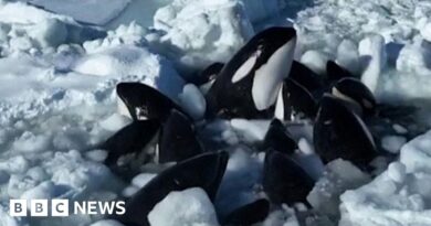 Trapped orcas escape from drift ice near Japan