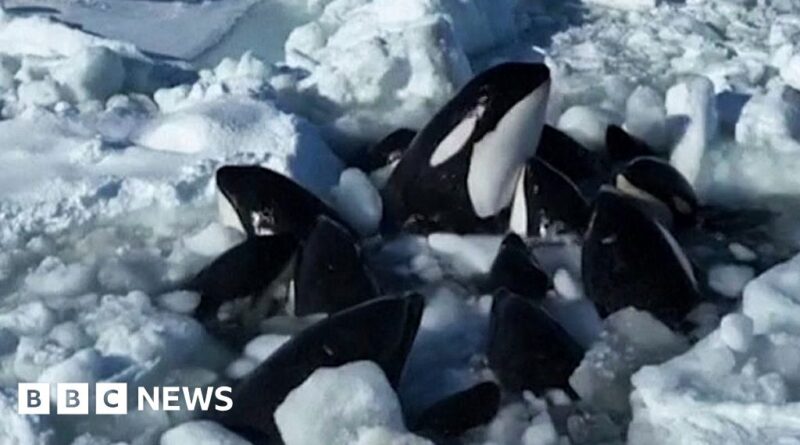 Trapped orcas escape from drift ice near Japan