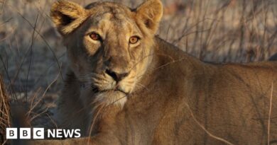 West Bengal: Indian zoo ordered to change lions’ 'blasphemous' names