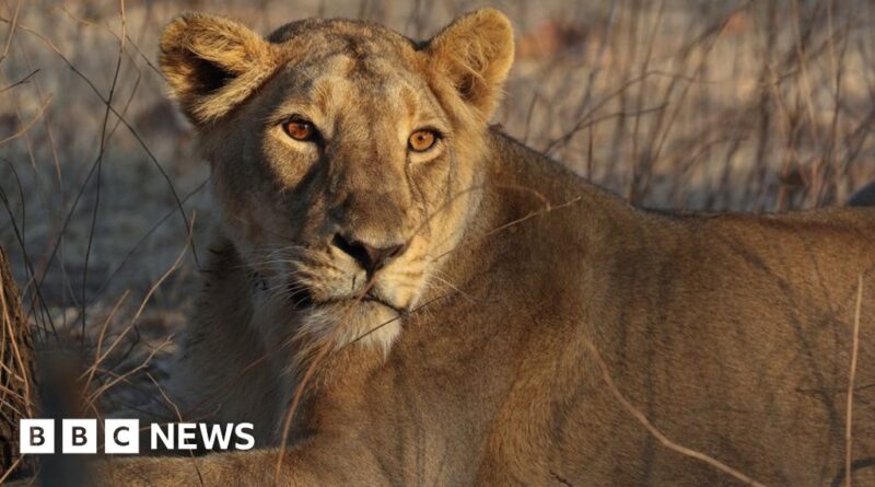 West Bengal: Indian zoo ordered to change lions’ 'blasphemous' names