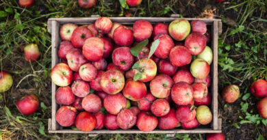 What Inflammation Experts Say You Should Know About Eating an ‘Apple a Day’ for Heart Health