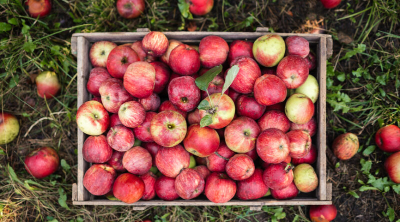 What Inflammation Experts Say You Should Know About Eating an ‘Apple a Day’ for Heart Health