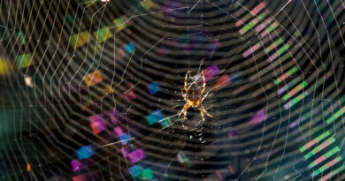 What It Actually Means if You're Dreaming About Spiders, According to Dream Decoders