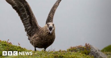 'Pirate of the seas' Great Skua in big decline after bird flu