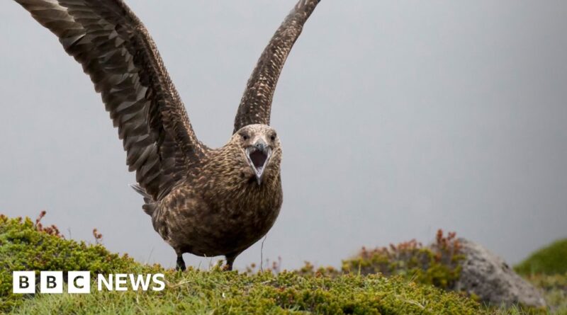 'Pirate of the seas' Great Skua in big decline after bird flu