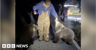 'They’re climbing on my car!': Rare bear cubs on the loose