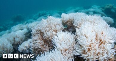 Great Barrier Reef: New mass bleaching event hits World Heritage site