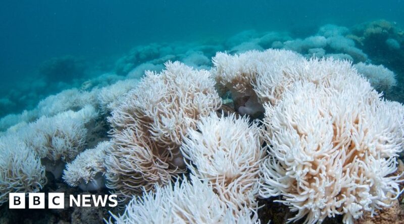 Great Barrier Reef: New mass bleaching event hits World Heritage site