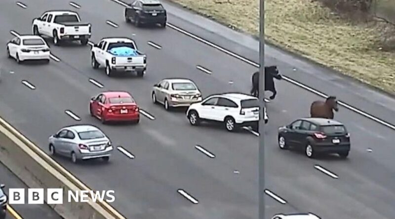 Horses on the run bring traffic to a halt on US motorway