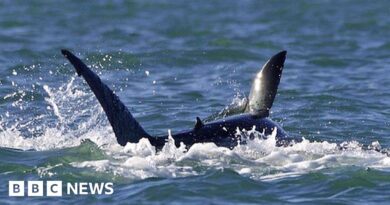 Killer whale vs shark: Solo orca eats great white